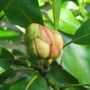 Sweetybay Magnolia virginiana Tree Bud ready to bloom in the spring