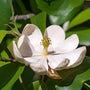 pure white Sweetbay Magnolia virginiana flower