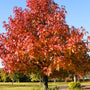 American Sweetgum Tree Fall Color