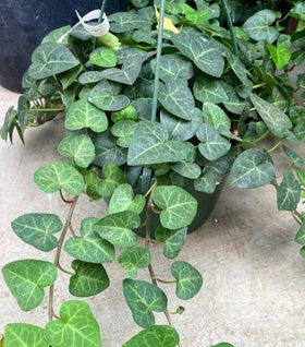 Sweetheart Ivy Plants