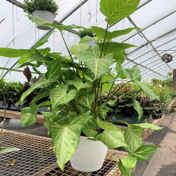 white butterfly house plant Buy Syngonium White Butterfly Plants