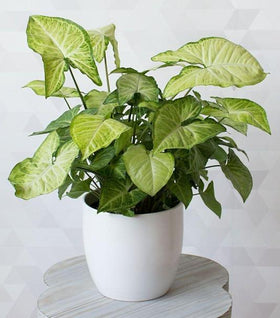 Syngonium White Butterfly