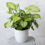 White Butterfly Arrowhead plants subtle white and green foliage in a neat mound