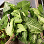 Unique green and white leaves on the easy-care white butterfly syngonium