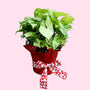 syngonium butterfly in decorative wrapping for valentines day gift