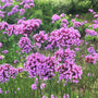 Verbena bonariensis blooming from summer into fall in a pollinator garden