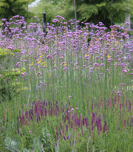 Tall Verbena (Verbena bonariensis)