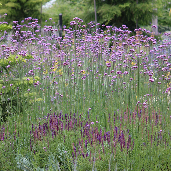 Tall Verbena For Sale Verbena Bonariensis tall-verbena-for-sale-verbena-bonariensis
