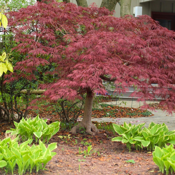 close up view of tamukeyama japanese maple tree in shade garden