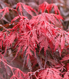 Tamukeyama Japanese Maple