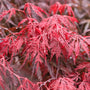 close up view of lacy vibrant red foliage on Taueyama Japanese Maple Tree