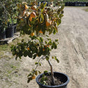 Tanenashi Persimmon Tree