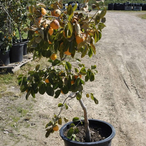 persimmon tree live plant in a 4 inch pot Tanenashi Persimmon Trees for Sale