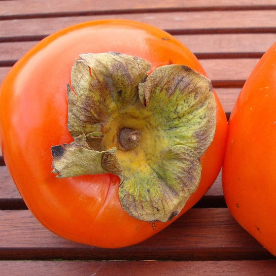 bright orange red fruit of the tanenashi persimmon tree
