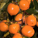 glossy red fruit of tanenashi persimmon trees