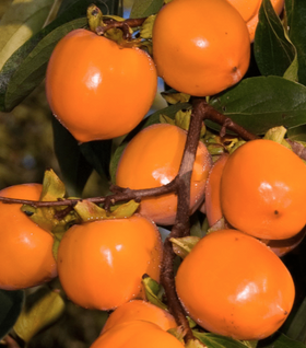 Tanenashi Persimmon Tree