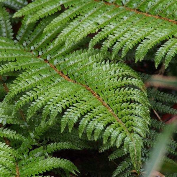 Buy Tassel Fern Plants Online | Free Shipping Over $129