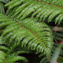 close up of the tassel fern green foliage