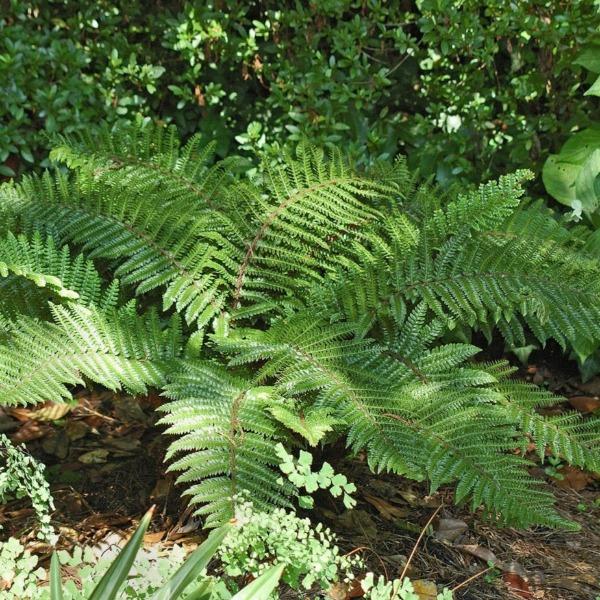 tassel fern potting mix Fern, Tassel Fern