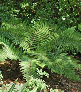 Tassel Fern