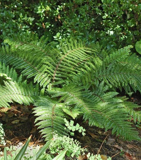 Tassel Fern