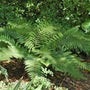 Korean Tassel Fern in a woodland setting
