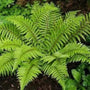 Tassel Fern with bright green serrated foliage