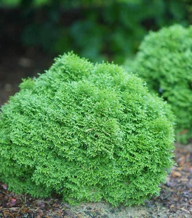 Tater Tot Arborvitae