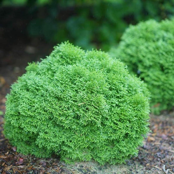 Tater Tot Arborvitae Shrubs For Sale 