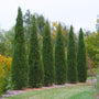 Taylor Juniper trees planted in a row as a narrow evergreen privacy screen