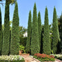 Taylor Juniper with narrow columnar evergreen form and blue-green foliage planted in a sunny landscape