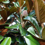 Teddy bear magnolia leaves featuring a fuzzy orange-bronze foliage