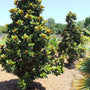Teddy Bear Magnolia evergeen flowering trees backyard landscape