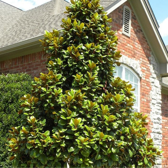 grand teddy bear magnolia specimen tree
