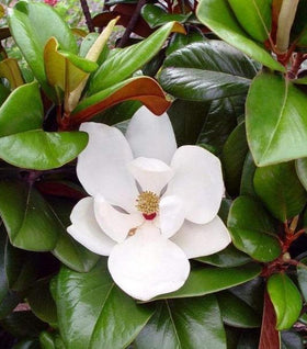 Teddy Bear Magnolia