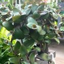 dark green foliage and deep purple stems of teddy bear wandering jew plant in a plant nursery
