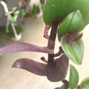 underside of teddy bear wandering jew plant's foliage. Purple undersides of dark green folaige