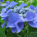 Closer look on the Teller Blue Hydrangea with eccentric blue color