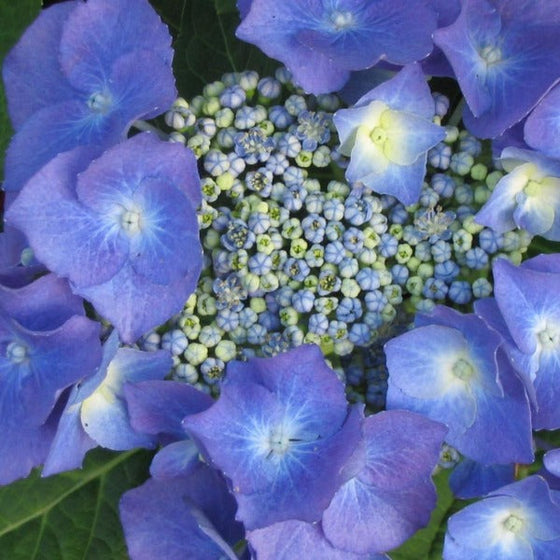 Buy Teller Blue Hydrangea Online | Garden Goods Direct