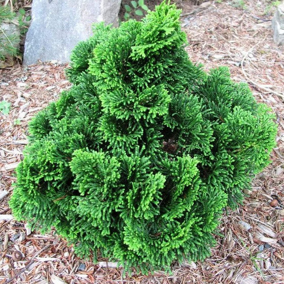 Tempelhof Hinoki Cypress shrub