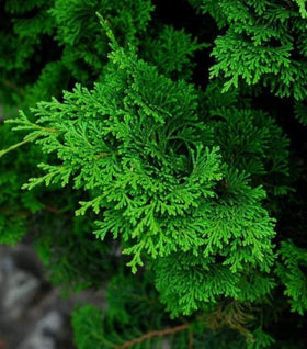 Tempelhof Hinoki Cypress