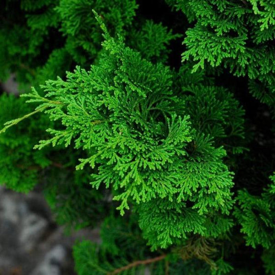 Tempelhof Hinoki Cypress Shrub with green foliage