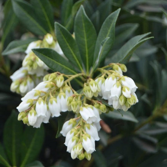 Temple Bells Pieris Shrub with White Flowers and Green Foliage