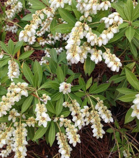 Temple Bells Pieris