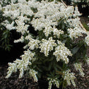 Temple Bells Pieris Shrubs have pure white blooms