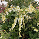 Lily of the Valley Pieris Japonica with White Bell Shaped Flowers and Pink Stems