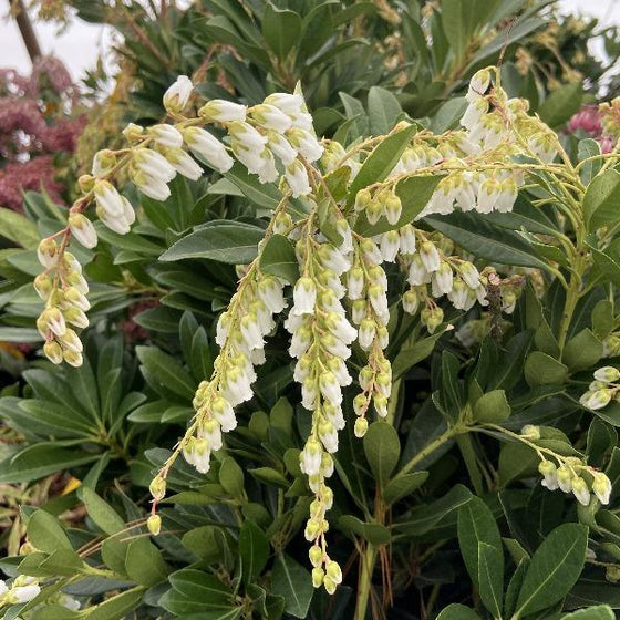 Lily of the Valley Pieris Japonica with White Bell Shaped Flowers and Pink Stems