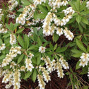 Lily of the Valley Japonica with White Pendulous Blooms