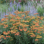 Terracotta Yarrow with peach orange flowers and fern-like foliage in a sunny pollinator garden