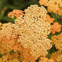 Terra Cotta Yarrow flowers used for fresh bouquets and dried floral arrangements